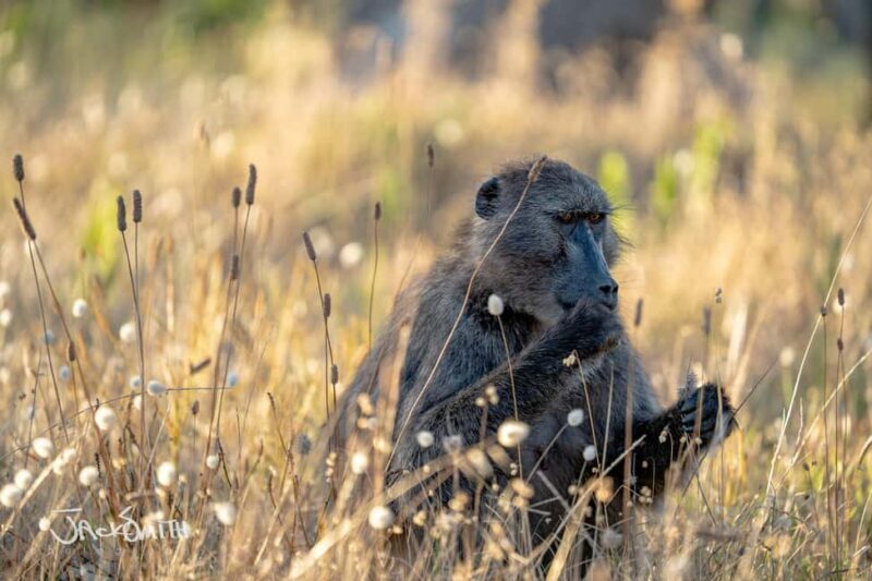 Cape Town: Photography Tutoring in the city with a local - A Closer Look at the Experience