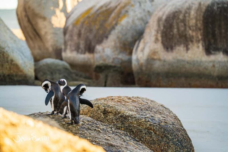 Cape Town: Photography Tutoring in the city with a local - Who Should Consider This Tour?