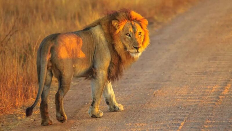 Cape Town: Private Aquila Reserve Safari with Winery Lunch - Key Points