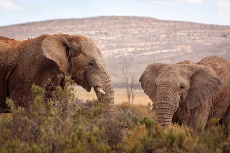Cape Town: Private Aquila Reserve Safari with Winery Lunch - Authentic Traveler Insights