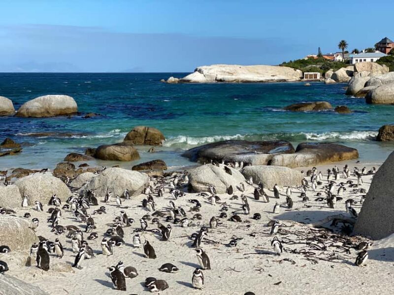 Cape Town: Private Cape Point and Cape Peninsula Tour - Transportation and Group Size