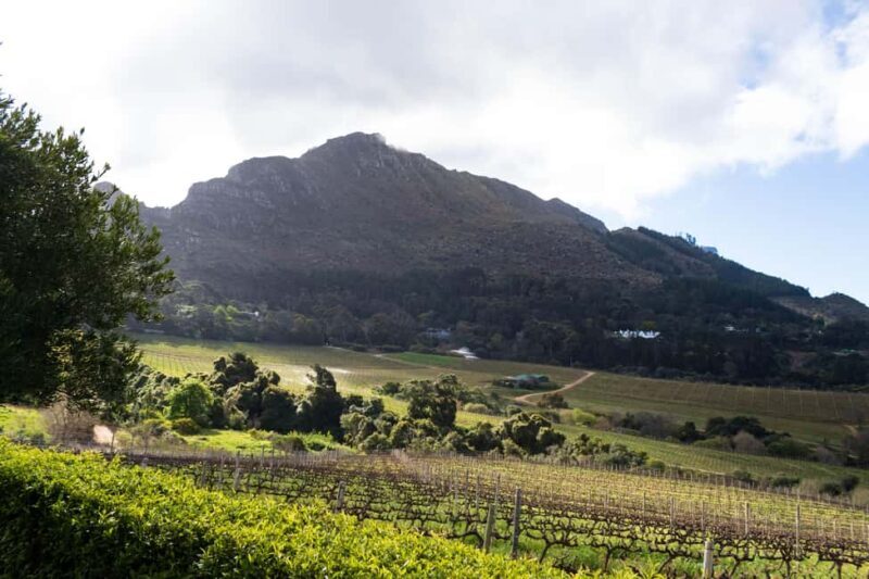 Cape Town: Private Half Day Winelands Tour - What to Expect on the Tour