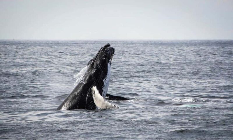 Cape Town: PRIVATE Whale Route Tour - Key Points