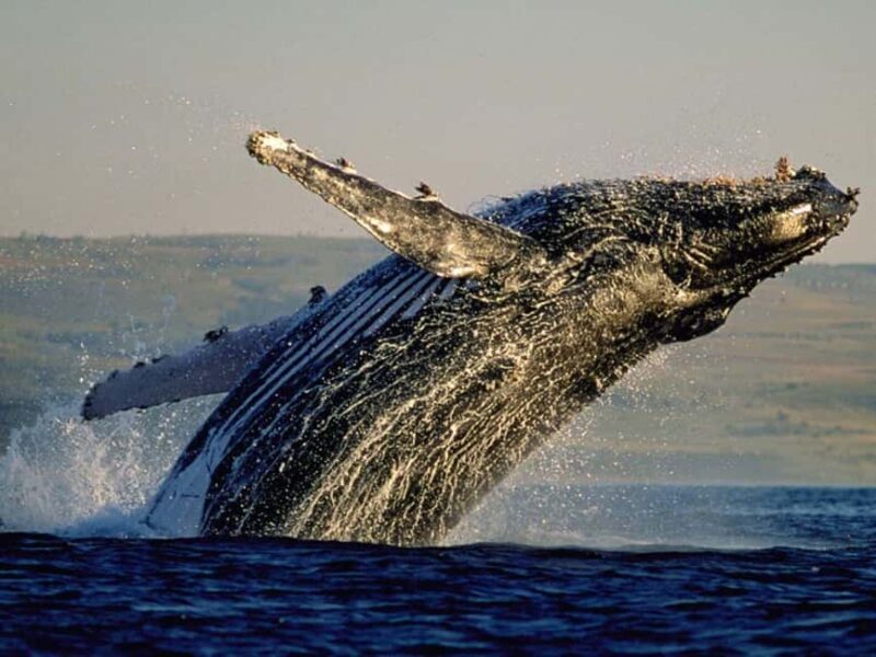 Cape Town: PRIVATE Whale Route Tour - Who Should Consider This Tour?
