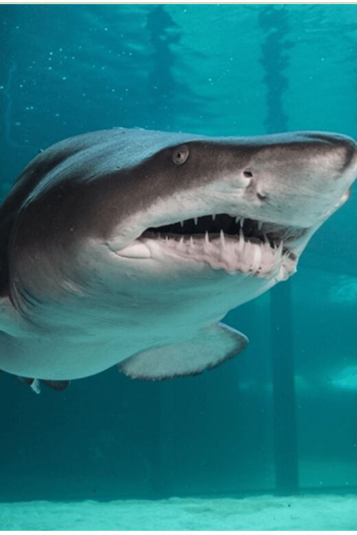 Cape Town: Robben Island and two Oceans Aquarium Day Tour - An In-Depth Look at the Tour