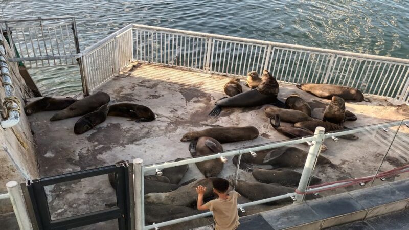 Cape Town Robben Island Plus Table Mountain plus All Tickets - Key Points