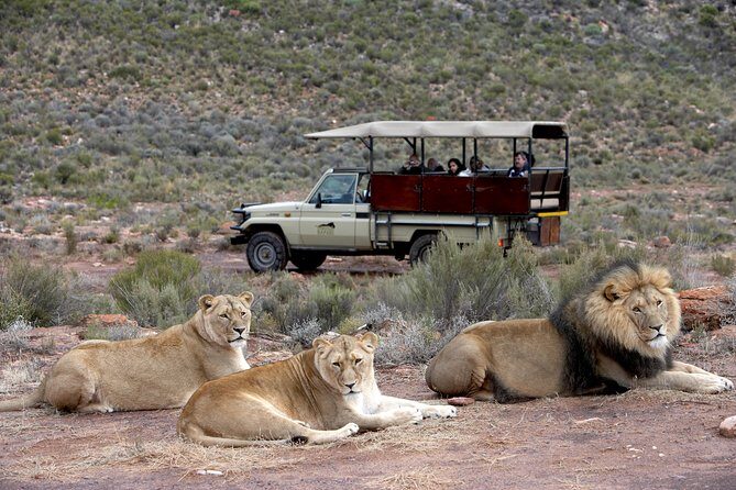 Cape Town Safari Big 5 experience all inclusive - Key Points