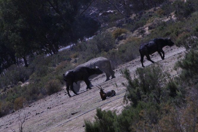 Cape Town Safari Big 5 experience all inclusive - What to Expect from the Tour