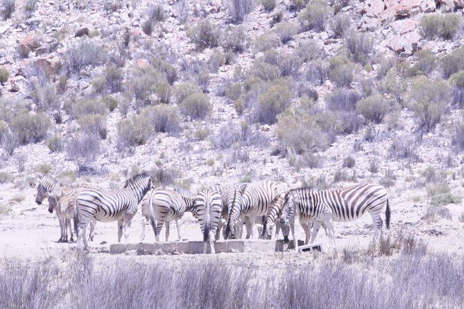 Cape Town Safari Big 5 experience all inclusive - FAQs