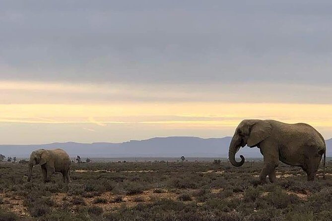 Cape Town Safari Transfers - What to Expect from Cape Town Safari Transfers