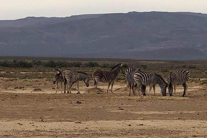 Cape Town Safari Transfers - The Experience and Reviews