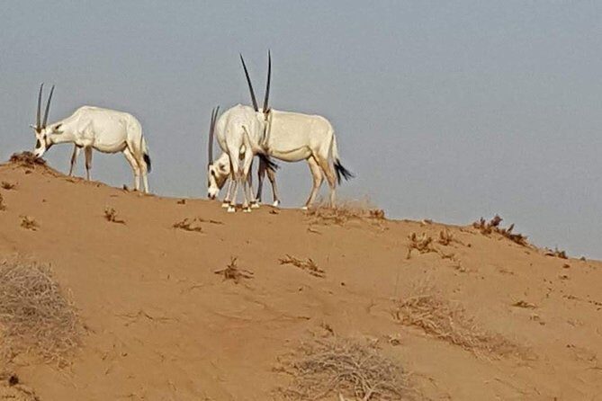 Cape Town Safari Transfers - The Sum Up: The Value of a Well-Organized Safari Transfer