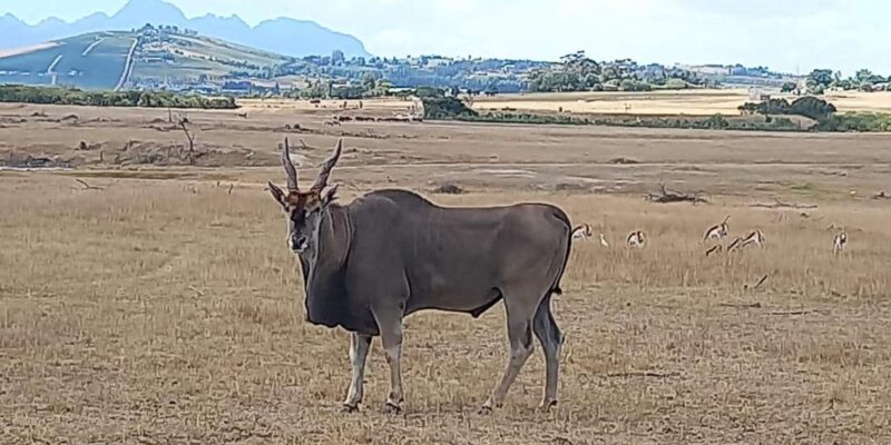 Cape Town: Safari & Winelands Day Tour - Key Points