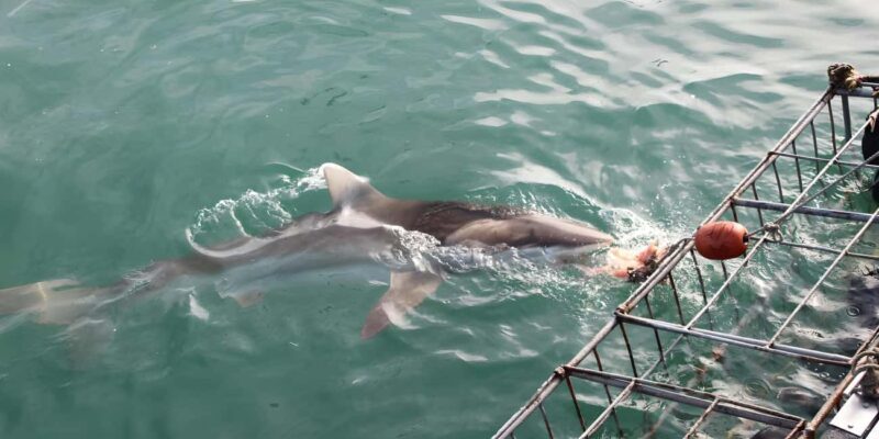 Cape Town: Shark Cage Diving Tour (with Breakfast & Lunch) - Key Points