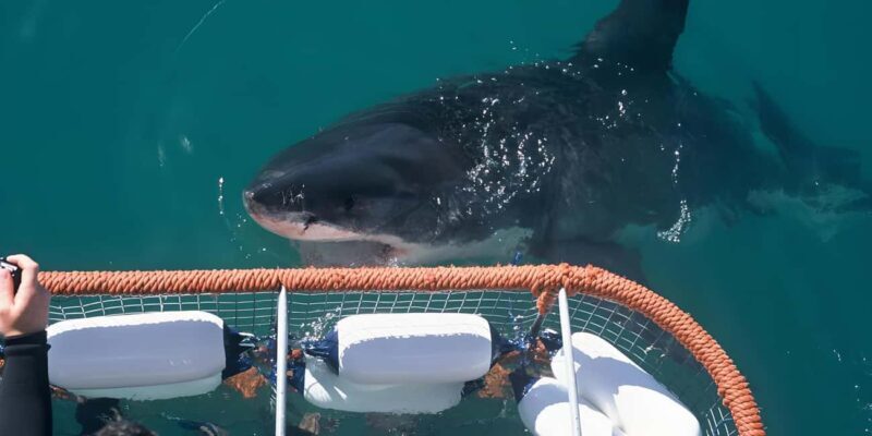 Cape Town: Shark Cage Diving Tour (with Breakfast & Lunch) - An In-Depth Look at the Shark Cage Diving Tour
