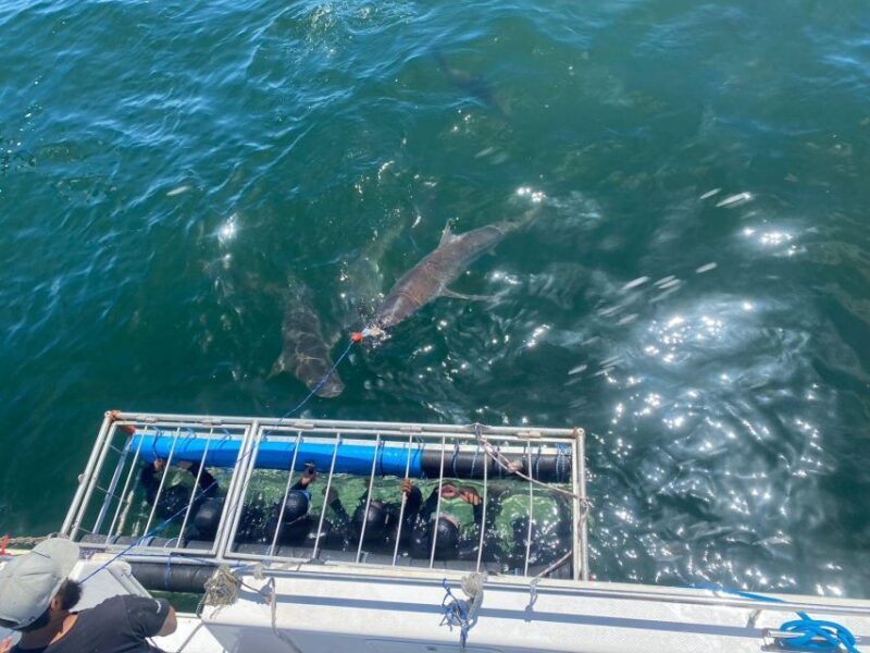 Cape Town: Shark Cage Diving with Snacks and Soft Drinks - Key Points