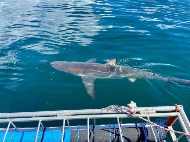 Cape Town: Shark Cage Diving with Snacks and Soft Drinks - An In-Depth Look at the Tour Experience