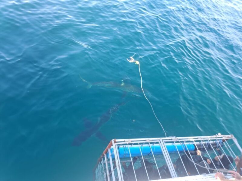 Cape Town: Shark Cage Diving with Snacks and Soft Drinks - Who Should Consider This Tour