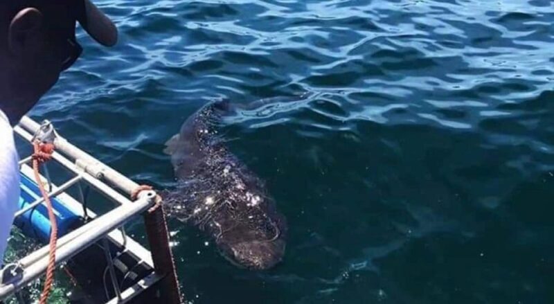 Cape Town: Shark Cage Diving with Snacks and Soft Drinks - The Sum Up