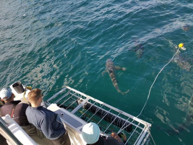 Cape Town: Shark Cage Diving with Snacks and Soft Drinks - FAQ