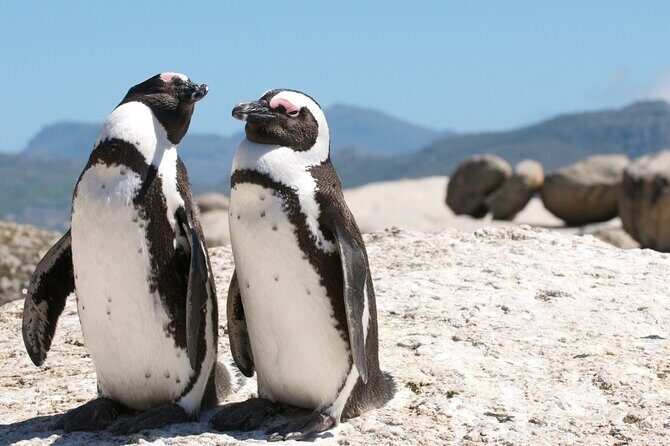Cape Town Shore Tour: Table Mountain, Penguin & Cape Point - Key Points in a Nutshell