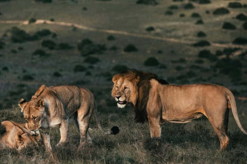 Cape Town: Sunset Safari at Aquila Game Reserve w/Transfer - Pricing and Value