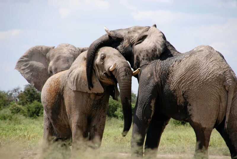 Cape Town: Sunset Safari at Aquila Game Reserve w/Transfer - The Sum Up