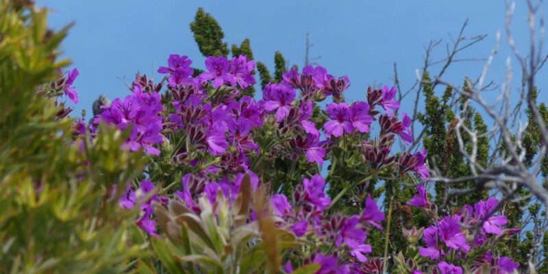 Cape Town: Table Mountain and Cape Point Small Group Tour - Key Points