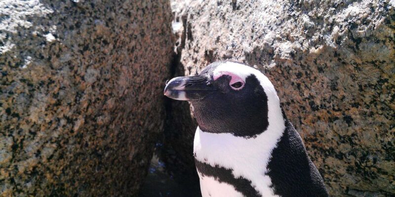 Cape Town: Table Mountain and Cape Point Small Group Tour - Who Will Love This Tour?