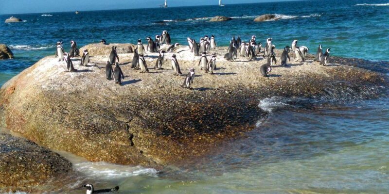 Cape Town: Table Mountain and Cape Point Small Group Tour - Final Thoughts