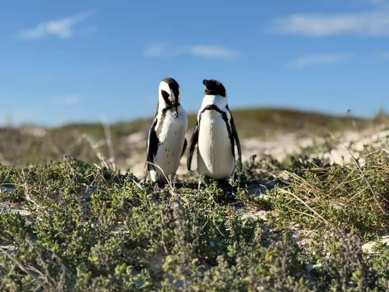 Cape Town: Table Mountain, Penguins, Cape of Good Hope - Final Thoughts: Who Is This Tour For?