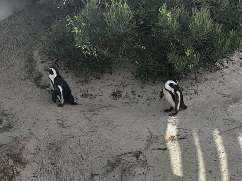 Cape Town: Table Mountain, Penguins & Cape of Good Hope Tour - Who Should Consider This Tour?