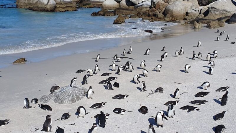Cape Town: Table Mountain,Cape Point & Penguins Private Tour - Boulders Beach Penguin Colony