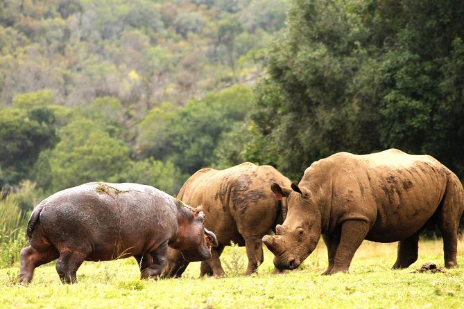 Cape Town - The Best of Aquila Safari Tour - Who Should Consider This Tour?