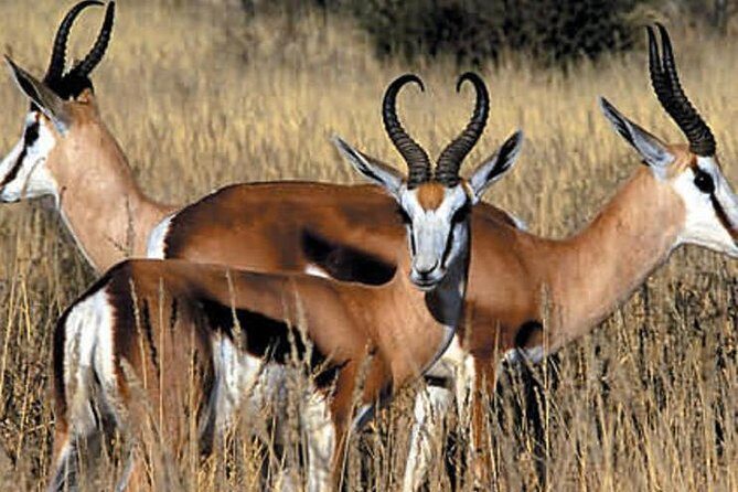 Cape Town - The Best of Aquila Safari Tour - Final Thoughts