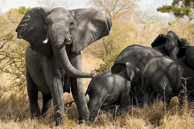 Cape Town - The Best of Aquila Safari Tour - FAQ