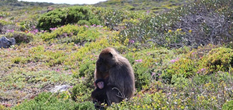 Cape Town: Tour Cape Point & Boulders Beach Penguin Day Trip - What Past Travelers Say