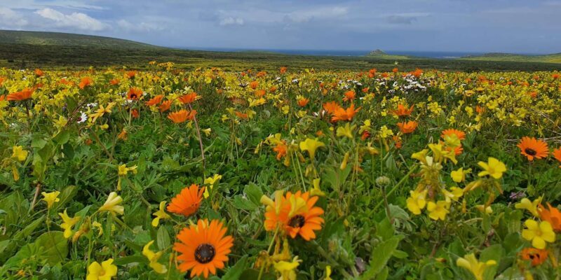 Cape Town: West Coast Spring Tour 2025 - Exploring the Itinerary
