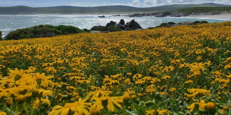 Cape Town: West Coast Spring Tour 2025 - The Sum Up