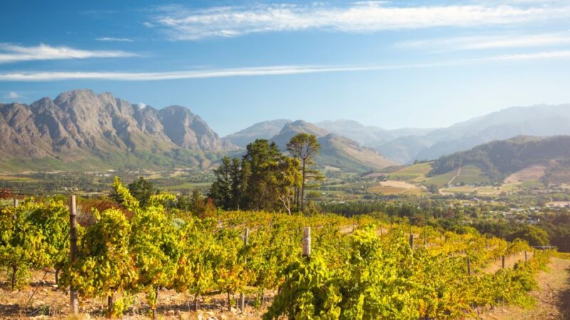 Cape Town Wine Tour (Paarl, Stellenbosch & Franschhoek) - Key Points