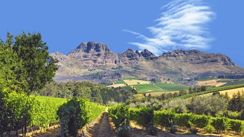 Cape Town Wine Tour (Paarl, Stellenbosch & Franschhoek) - A Deep Dive into the Cape Town Wine Tour Experience