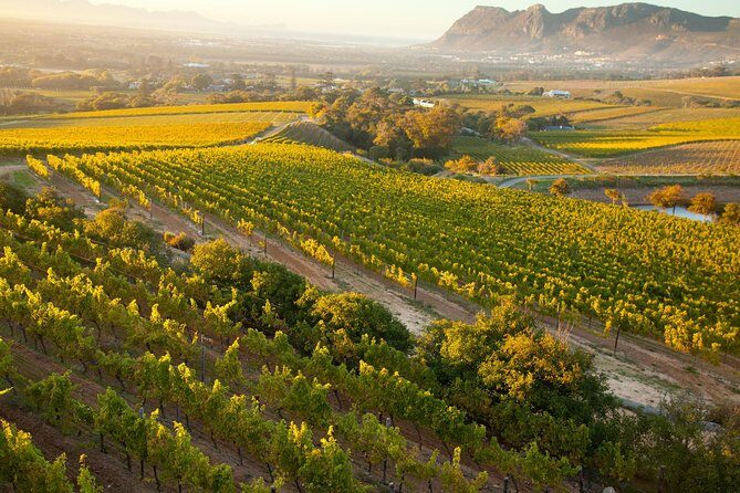 Cape Town: Winelands Private Half Day Tour - Who Is This Tour Best For?