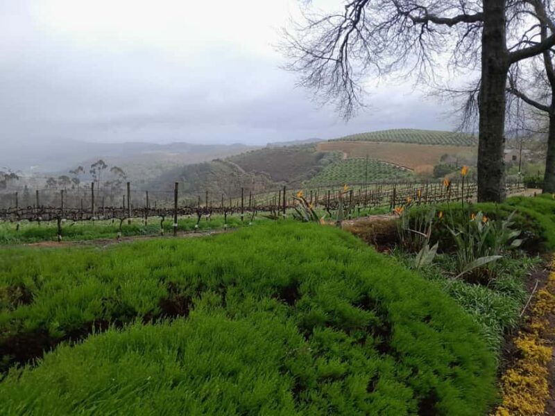 Cape Town: Winelands Private Tour