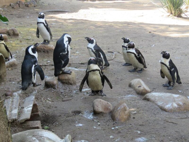 Cape Town: World of Birds & Animal Sanctuary - A Practical Introduction to the Sanctuary