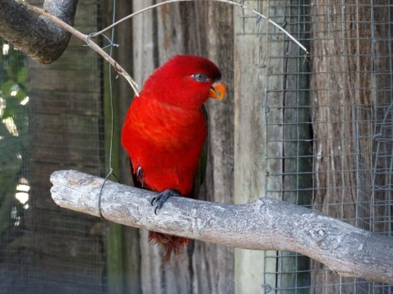 Cape Town: World of Birds & Animal Sanctuary - The Value of the Experience