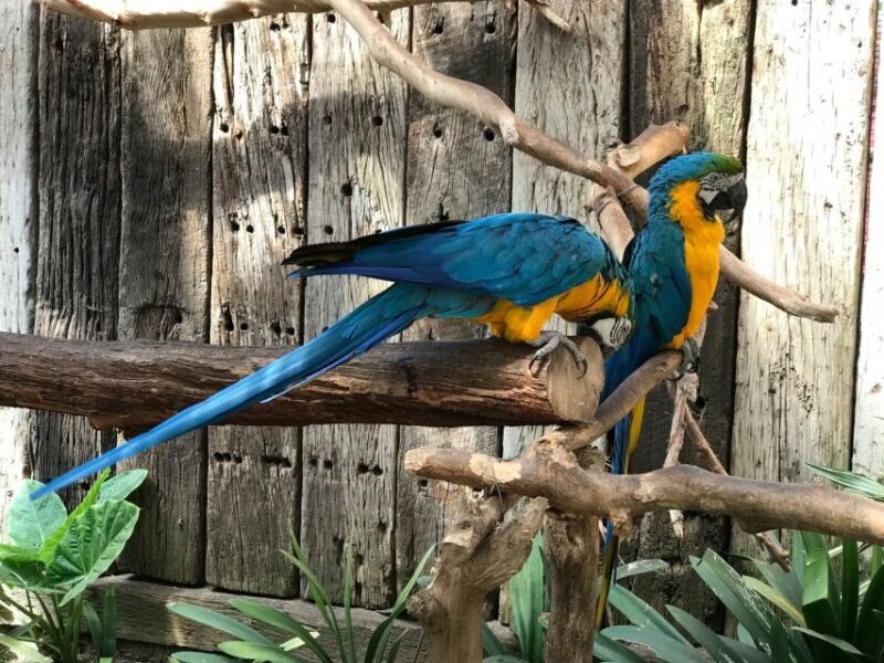 Cape Town: World of Birds & Animal Sanctuary - The Experience from Visitor Perspectives