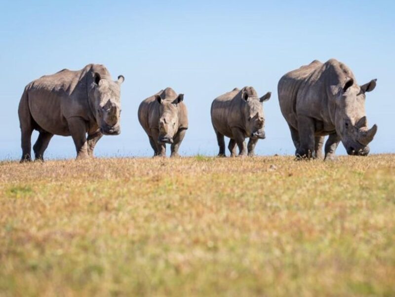 CAPE TOWN:PRIVATE SAFARI DRIVE AT AQUILA GAME RESERVE - Key Points