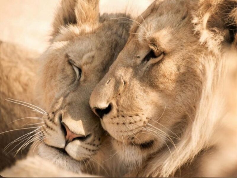 CAPE TOWN:PRIVATE SAFARI DRIVE AT AQUILA GAME RESERVE - Final Thoughts