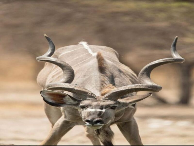 CAPE TOWN:PRIVATE SAFARI DRIVE AT AQUILA GAME RESERVE - FAQ