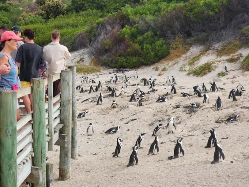 Cape Town:Swim with Penguins at Boulders &cape of good hope - Key Points